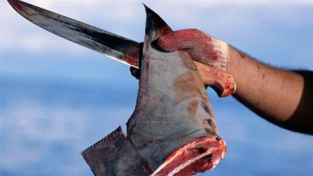 THAI-Announces-Shark-Fin-F_-e1564915575303