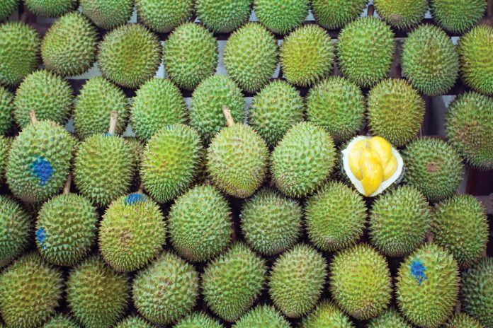 Singaporean King of fruits Durian