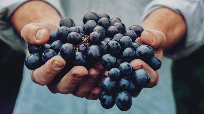 Maersk Grapes